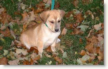 Photograph of Katie our dog as a puppy.