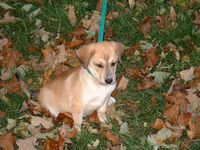 Katie - age 7 weeks.