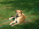 Katie, Our Dog.