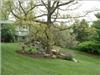 photo of yard