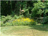 photo of yard