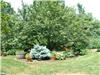 photo of yard