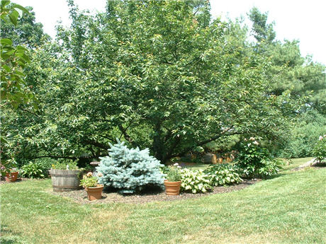 photo of yard