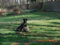 Shadow and her flower pot