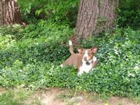 Sheila under the tree